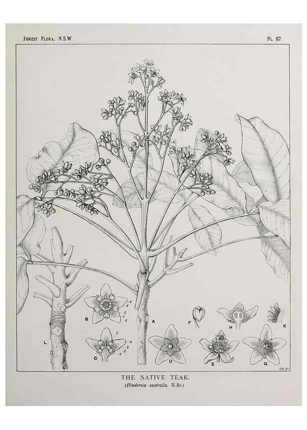 Reproducción/Reproduction 46205669784: The forest flora of New South Wales /. Sydney :W. A. Gullick,1902-1925.. 