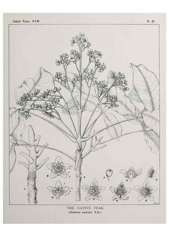 Reproducción/Reproduction 46205669784: The forest flora of New South Wales /. Sydney :W. A. Gullick,1902-1925.. 