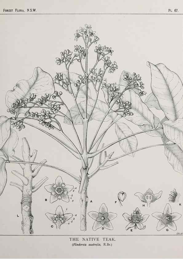 Reproducción/Reproduction 46205669784: The forest flora of New South Wales /. Sydney :W. A. Gullick,1902-1925.. 