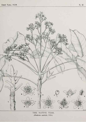 Reproducción/Reproduction 46205669784: The forest flora of New South Wales /. Sydney :W. A. Gullick,1902-1925.. 