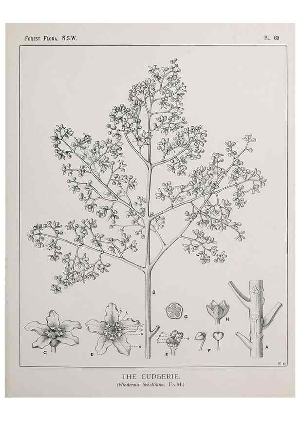 Reproducción/Reproduction 33054907158: The forest flora of New South Wales /. Sydney :W. A. Gullick,1902-1925.. 