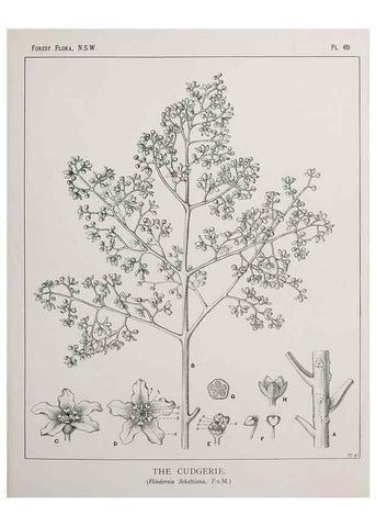 Reproducción/Reproduction 33054907158: The forest flora of New South Wales /. Sydney :W. A. Gullick,1902-1925.. 