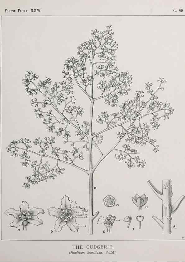 Reproducción/Reproduction 33054907158: The forest flora of New South Wales /. Sydney :W. A. Gullick,1902-1925.. 
