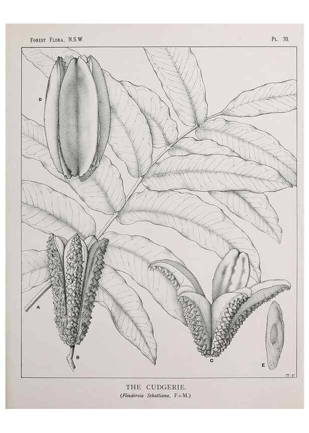 Reproducción/Reproduction 33054908058: The forest flora of New South Wales /. Sydney :W. A. Gullick,1902-1925.. 