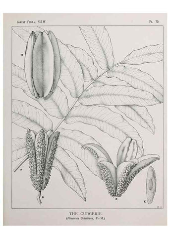 Reproducción/Reproduction 33054908058: The forest flora of New South Wales /. Sydney :W. A. Gullick,1902-1925.. 