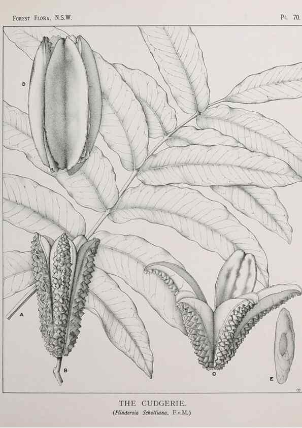 Reproducción/Reproduction 33054908058: The forest flora of New South Wales /. Sydney :W. A. Gullick,1902-1925.. 
