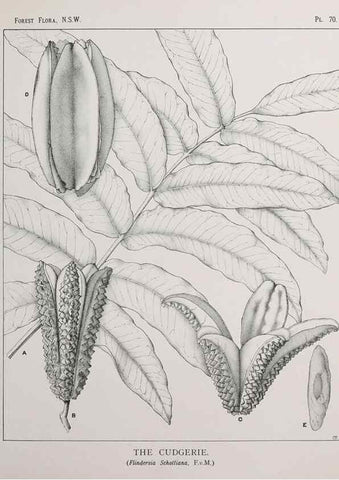 Reproducción/Reproduction 33054908058: The forest flora of New South Wales /. Sydney :W. A. Gullick,1902-1925.. 