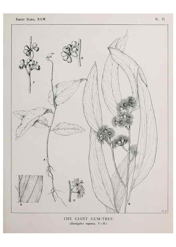 Reproducción/Reproduction 46205674684: The forest flora of New South Wales /. Sydney :W. A. Gullick,1902-1925.. 