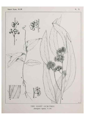 Reproducción/Reproduction 46205674684: The forest flora of New South Wales /. Sydney :W. A. Gullick,1902-1925.. 