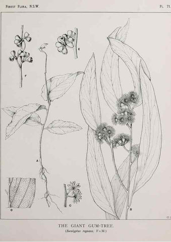 Reproducción/Reproduction 46205674684: The forest flora of New South Wales /. Sydney :W. A. Gullick,1902-1925.. 