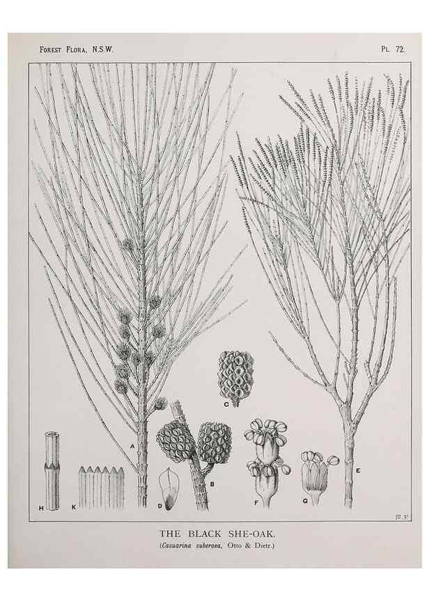 Reproducción/Reproduction 46878202842: The forest flora of New South Wales /. Sydney :W. A. Gullick,1902-1925.. 
