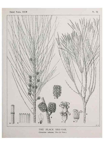 Reproducción/Reproduction 46878202842: The forest flora of New South Wales /. Sydney :W. A. Gullick,1902-1925.. 