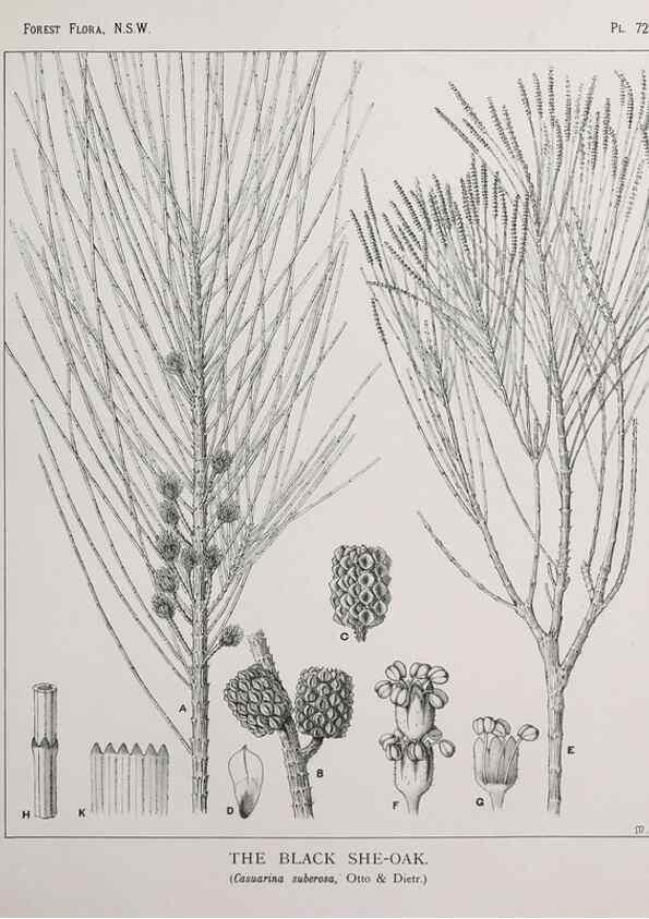 Reproducción/Reproduction 46878202842: The forest flora of New South Wales /. Sydney :W. A. Gullick,1902-1925.. 