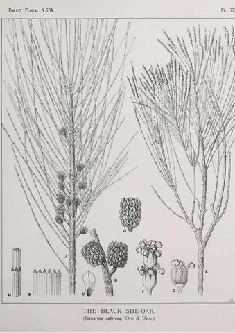 Reproducción/Reproduction 46878202842: The forest flora of New South Wales /. Sydney :W. A. Gullick,1902-1925.. 
