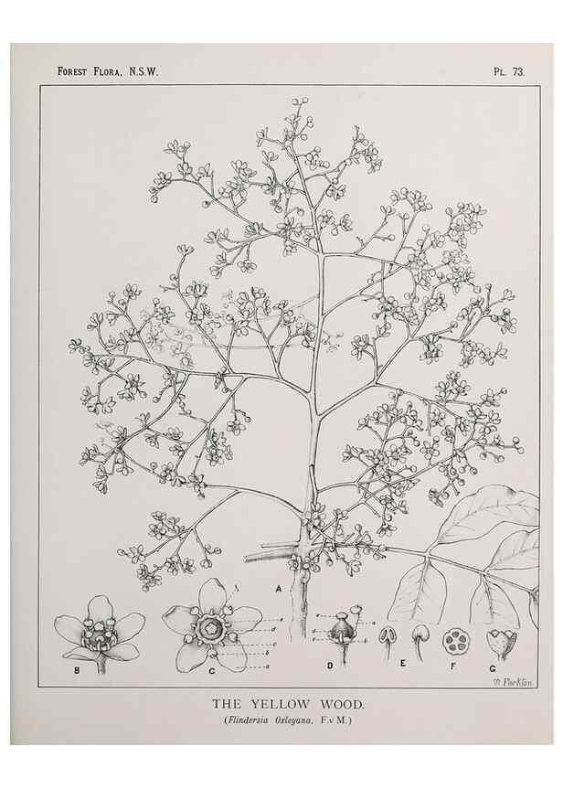 Reproducción/Reproduction 39965834813: The forest flora of New South Wales /. Sydney :W. A. Gullick,1902-1925.. 