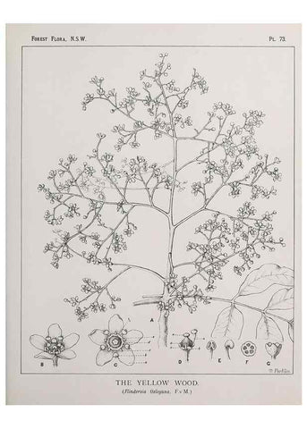 Reproducción/Reproduction 39965834813: The forest flora of New South Wales /. Sydney :W. A. Gullick,1902-1925.. 