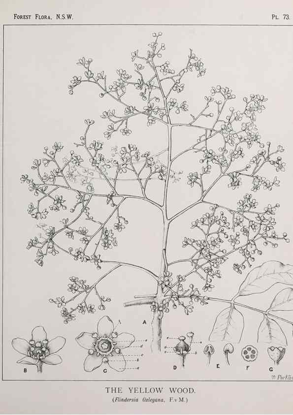 Reproducción/Reproduction 39965834813: The forest flora of New South Wales /. Sydney :W. A. Gullick,1902-1925.. 