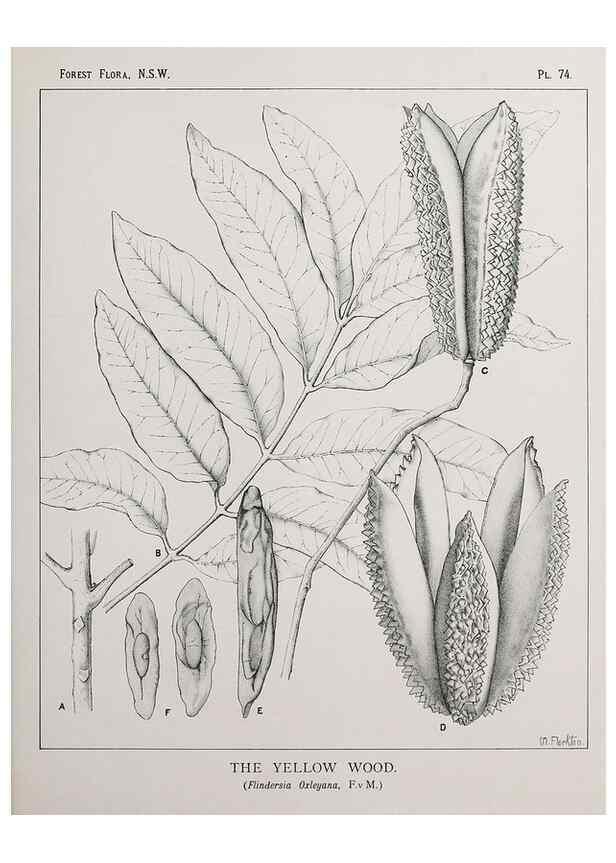 Reproducción/Reproduction 46016322785: The forest flora of New South Wales /. Sydney :W. A. Gullick,1902-1925.. 