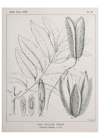 Reproducción/Reproduction 46016322785: The forest flora of New South Wales /. Sydney :W. A. Gullick,1902-1925.. 