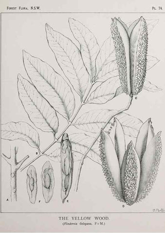 Reproducción/Reproduction 46016322785: The forest flora of New South Wales /. Sydney :W. A. Gullick,1902-1925.. 