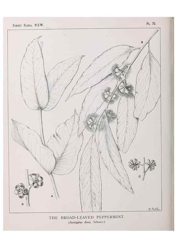 Reproducción/Reproduction 46205678784: The forest flora of New South Wales /. Sydney :W. A. Gullick,1902-1925.. 