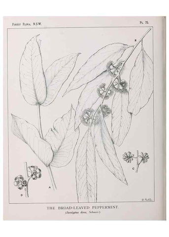 Reproducción/Reproduction 46205678784: The forest flora of New South Wales /. Sydney :W. A. Gullick,1902-1925.. 