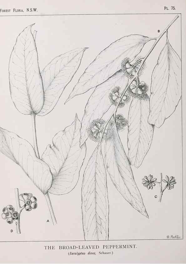 Reproducción/Reproduction 46205678784: The forest flora of New South Wales /. Sydney :W. A. Gullick,1902-1925.. 