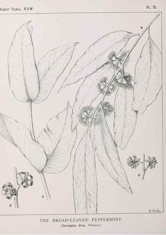 Reproducción/Reproduction 46205678784: The forest flora of New South Wales /. Sydney :W. A. Gullick,1902-1925.. 