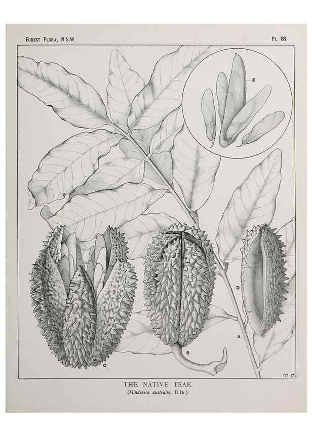 Reproducción/Reproduction 33054906188: The forest flora of New South Wales /. Sydney :W. A. Gullick,1902-1925.. 