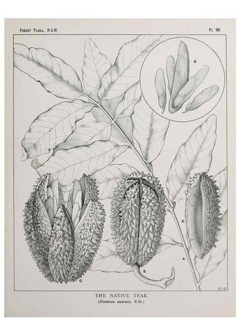 Reproducción/Reproduction 33054906188: The forest flora of New South Wales /. Sydney :W. A. Gullick,1902-1925.. 