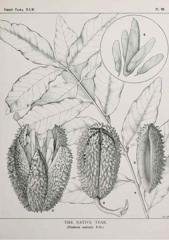 Reproducción/Reproduction 33054906188: The forest flora of New South Wales /. Sydney :W. A. Gullick,1902-1925.. 
