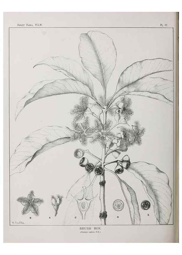 Reproducción/Reproduction 33054792938: The forest flora of New South Wales /. Sydney :W. A. Gullick,1902-1925.. 