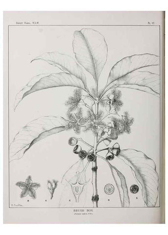 Reproducción/Reproduction 33054792938: The forest flora of New South Wales /. Sydney :W. A. Gullick,1902-1925.. 