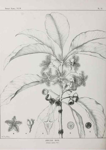 Reproducción/Reproduction 33054792938: The forest flora of New South Wales /. Sydney :W. A. Gullick,1902-1925.. 