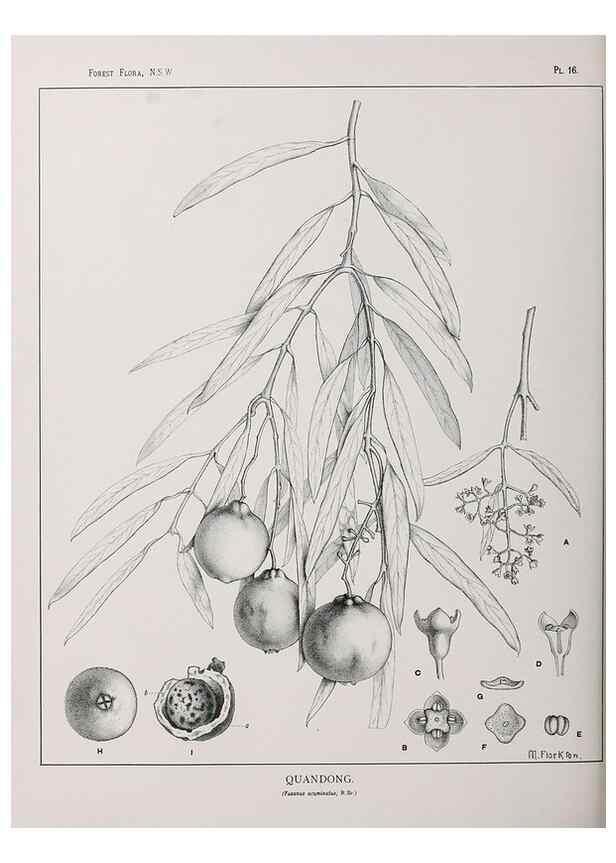 Reproducción/Reproduction 46205556854: The forest flora of New South Wales /. Sydney :W. A. Gullick,1902-1925.. 
