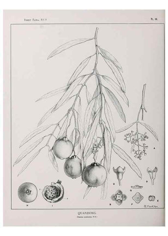 Reproducción/Reproduction 46205556854: The forest flora of New South Wales /. Sydney :W. A. Gullick,1902-1925.. 