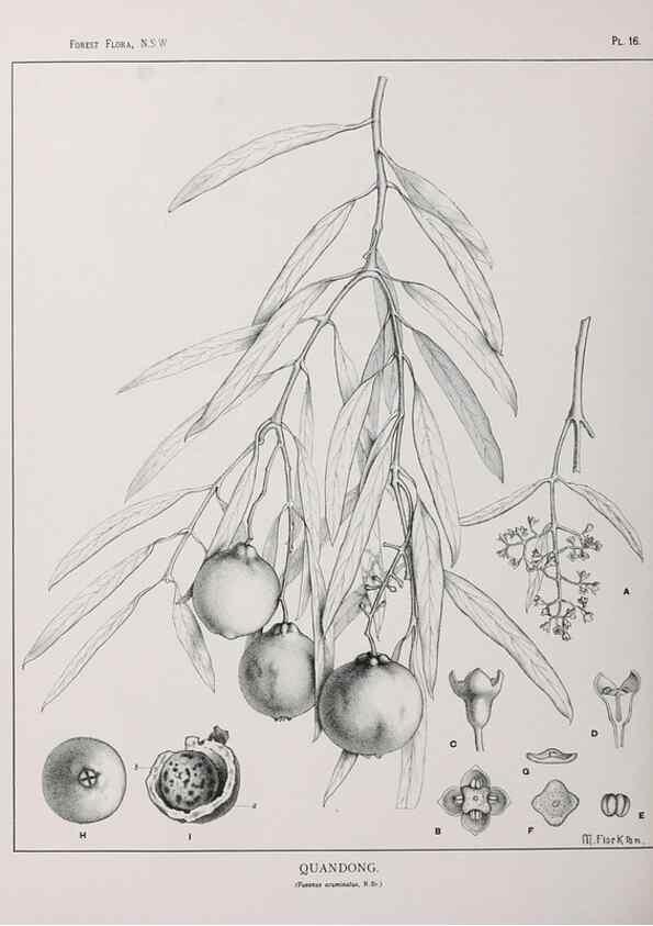 Reproducción/Reproduction 46205556854: The forest flora of New South Wales /. Sydney :W. A. Gullick,1902-1925.. 