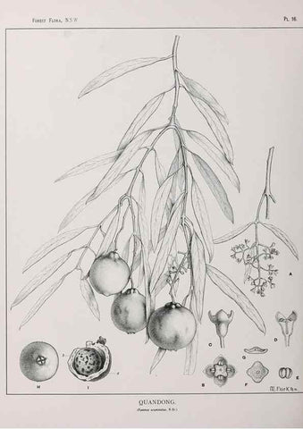 Reproducción/Reproduction 46205556854: The forest flora of New South Wales /. Sydney :W. A. Gullick,1902-1925.. 