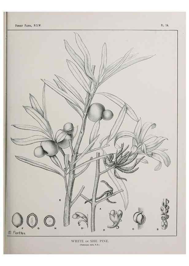 Reproducción/Reproduction 39965715243: The forest flora of New South Wales /. Sydney :W. A. Gullick,1902-1925.. 