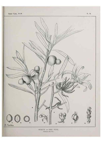 Reproducción/Reproduction 39965715243: The forest flora of New South Wales /. Sydney :W. A. Gullick,1902-1925.. 