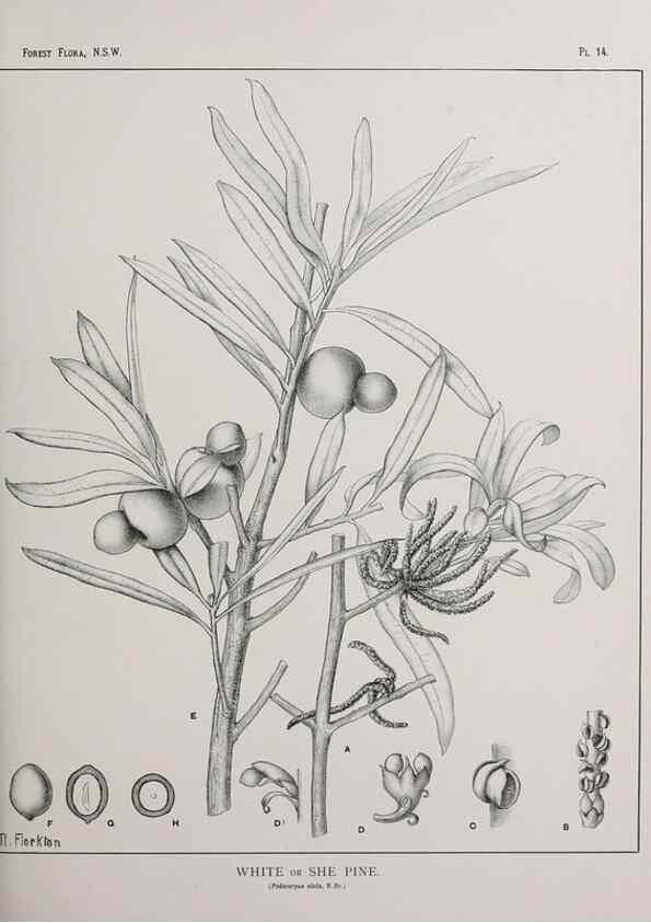 Reproducción/Reproduction 39965715243: The forest flora of New South Wales /. Sydney :W. A. Gullick,1902-1925.. 