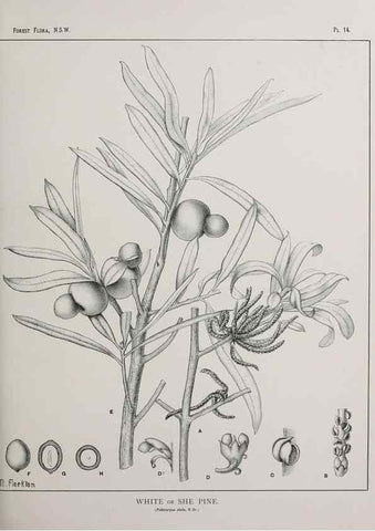 Reproducción/Reproduction 39965715243: The forest flora of New South Wales /. Sydney :W. A. Gullick,1902-1925.. 