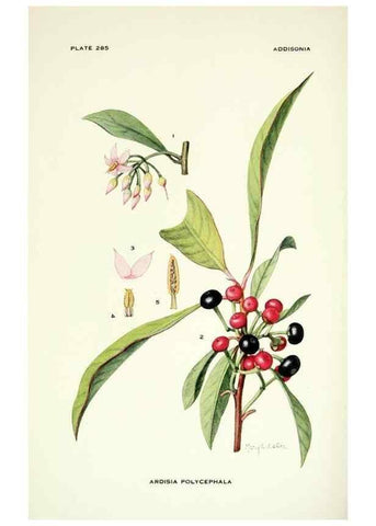 Reproducción/Reproduction 39954518703: Addisonia :. New York :New York Botanical Garden,1916-[1964].. 