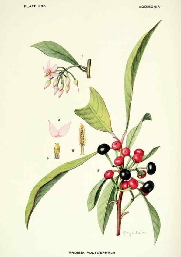 Reproducción/Reproduction 39954518703: Addisonia :. New York :New York Botanical Garden,1916-[1964].. 