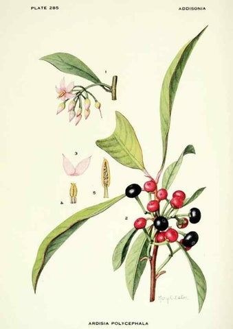 Reproducción/Reproduction 39954518703: Addisonia :. New York :New York Botanical Garden,1916-[1964].. 