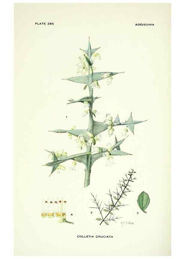 Reproducción/Reproduction 33043952908: Addisonia :. New York :New York Botanical Garden,1916-[1964].. 