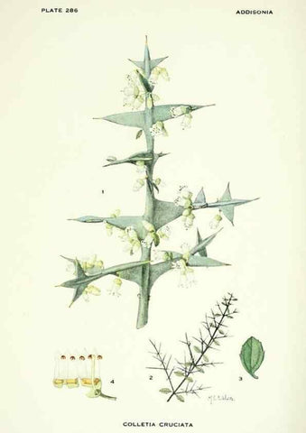 Reproducción/Reproduction 33043952908: Addisonia :. New York :New York Botanical Garden,1916-[1964].. 