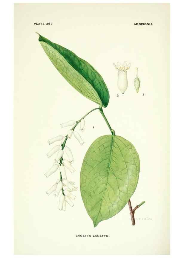 Reproducción/Reproduction 39954520923: Addisonia :. New York :New York Botanical Garden,1916-[1964].. 