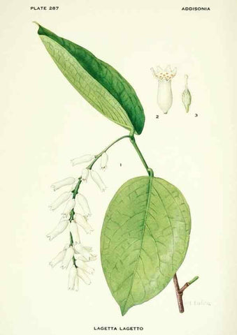 Reproducción/Reproduction 39954520923: Addisonia :. New York :New York Botanical Garden,1916-[1964].. 