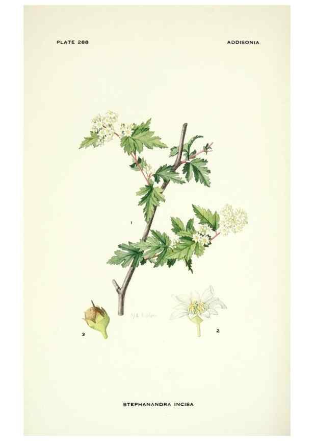 Reproducción/Reproduction 46004952325: Addisonia :. New York :New York Botanical Garden,1916-[1964].. 